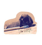 My rabbit,RAN！（個別スタンプ：1）