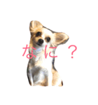 美犬でおなじみ、さくらです（個別スタンプ：1）