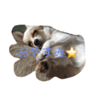 美犬でおなじみ、さくらです（個別スタンプ：2）
