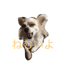 美犬でおなじみ、さくらです（個別スタンプ：3）