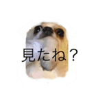 美犬でおなじみ、さくらです（個別スタンプ：4）