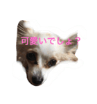 美犬でおなじみ、さくらです（個別スタンプ：5）