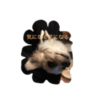 美犬でおなじみ、さくらです（個別スタンプ：6）