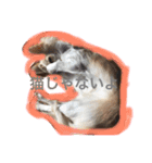 美犬でおなじみ、さくらです（個別スタンプ：7）