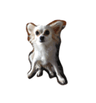 美犬でおなじみ、さくらです（個別スタンプ：10）