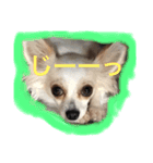 美犬でおなじみ、さくらです（個別スタンプ：11）