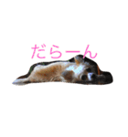 美犬でおなじみ、さくらです（個別スタンプ：14）
