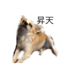 美犬でおなじみ、さくらです（個別スタンプ：16）
