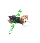 面白犬②（個別スタンプ：1）