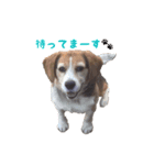 面白犬②（個別スタンプ：2）