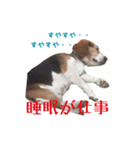 面白犬②（個別スタンプ：3）