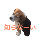 面白犬②（個別スタンプ：4）