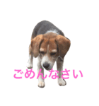 面白犬②（個別スタンプ：5）