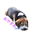 面白犬②（個別スタンプ：6）