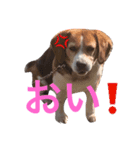 面白犬②（個別スタンプ：7）