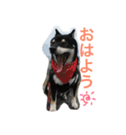 黒柴 ライトくん（個別スタンプ：1）