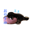 黒柴 ライトくん（個別スタンプ：2）