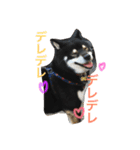 黒柴 ライトくん（個別スタンプ：3）