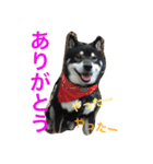 黒柴 ライトくん（個別スタンプ：4）