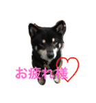 黒柴 ライトくん（個別スタンプ：5）
