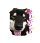 黒柴 ライトくん（個別スタンプ：6）