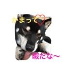 黒柴 ライトくん（個別スタンプ：7）