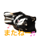 黒柴 ライトくん（個別スタンプ：8）