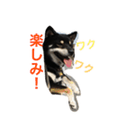 黒柴 ライトくん（個別スタンプ：9）