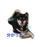 黒柴 ライトくん（個別スタンプ：10）