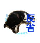 黒柴 ライトくん（個別スタンプ：13）