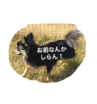 Chiwata Stump（個別スタンプ：5）