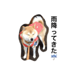 ponta＆tama（個別スタンプ：31）