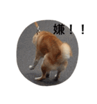 ponta＆tama（個別スタンプ：37）