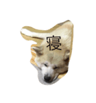 豆 寅 の日常（個別スタンプ：6）