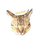 おてんば猫てぃてぃ（個別スタンプ：1）
