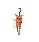 おてんば猫てぃてぃ（個別スタンプ：2）