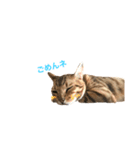 おてんば猫てぃてぃ（個別スタンプ：5）