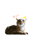 おてんば猫てぃてぃ（個別スタンプ：6）
