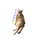 おてんば猫てぃてぃ（個別スタンプ：7）