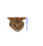 おてんば猫てぃてぃ（個別スタンプ：8）