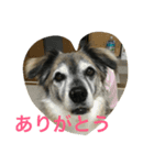 ペピの挨拶（個別スタンプ：1）
