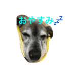 ペピの挨拶（個別スタンプ：2）