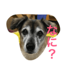 ペピの挨拶（個別スタンプ：3）