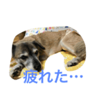 ペピの挨拶（個別スタンプ：4）