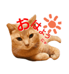 ねこマンチカンはる（個別スタンプ：1）