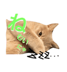 ねこマンチカンはる（個別スタンプ：2）