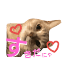 ねこマンチカンはる（個別スタンプ：3）