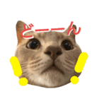 ねこマンチカンはる（個別スタンプ：4）