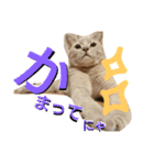 ねこマンチカンはる（個別スタンプ：5）