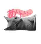 ねこマンチカンはる（個別スタンプ：6）